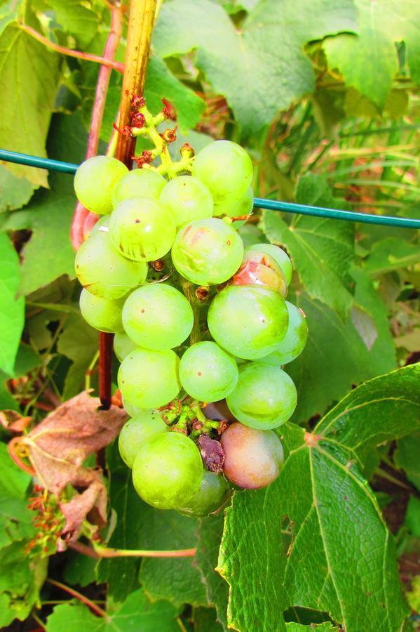 Chata U Vinara Milana, Tatralandia Липтовски-Микулаш Экстерьер фото
